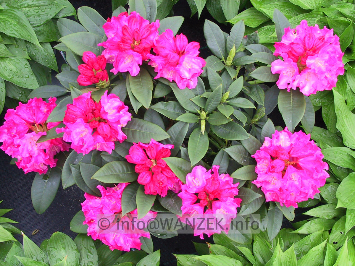 Rhododendron yakushimanum Rosarka 02.JPG